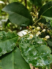 Glycosmis parviflora