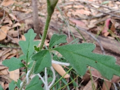 Xanthosia pilosa
