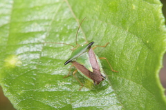 Edessa moschus