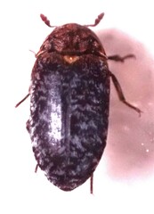 Dermestes undulatus