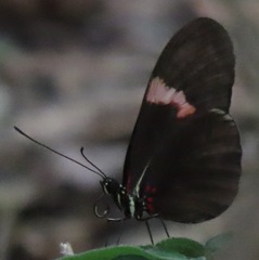 Heliconius melpomene