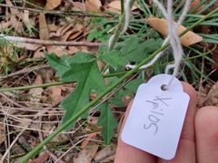Xanthosia pilosa