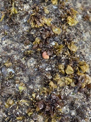 Mytilidae