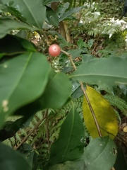 Glycosmis parviflora