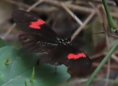 Heliconius melpomene