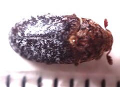 Dermestes undulatus