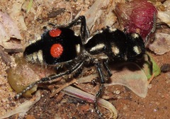 Hoplomutilla