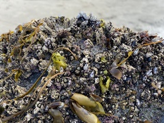 Mytilidae