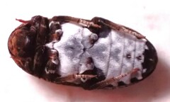 Dermestes undulatus