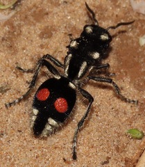 Hoplomutilla