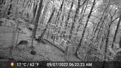 Odocoileus virginianus