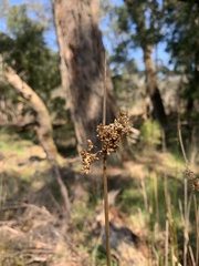 Juncus