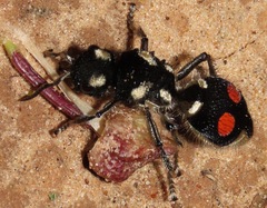Hoplomutilla