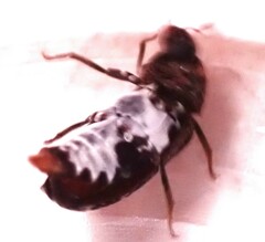 Dermestes undulatus