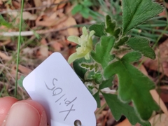 Xanthosia pilosa