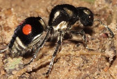 Hoplomutilla