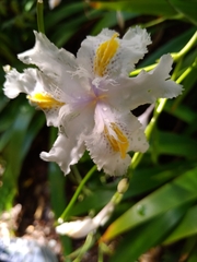 Iris japonica