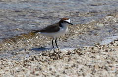 Charadrius ruficapillus