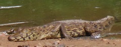 Caiman yacare