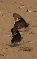 Battus polydamas