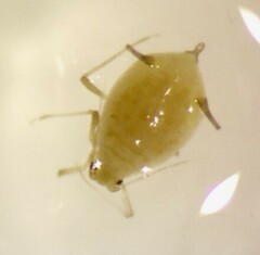 Miridae