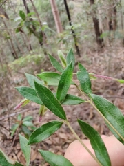 Grevillea mucronulata