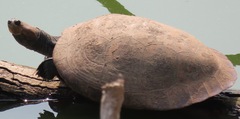 Podocnemis unifilis