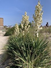 Yucca filamentosa
