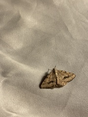 Frederickia s-signata