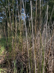 Juncus