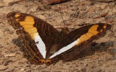 Adelpha malea