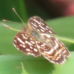 Anthanassa hermas