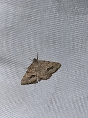 Frederickia s-signata