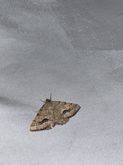 Frederickia s-signata