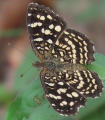 Anthanassa hermas