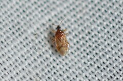 Amphiareus obscuriceps
