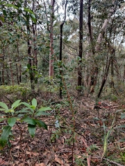 Grevillea mucronulata