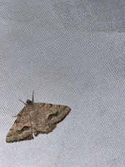 Frederickia s-signata