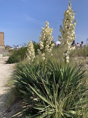 Yucca filamentosa
