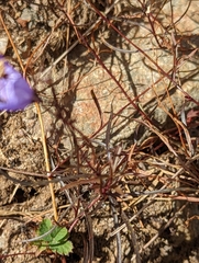 Campanula intercedens