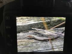 Pseudemoia rawlinsoni