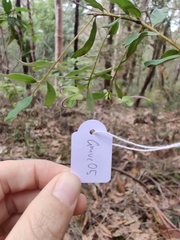 Grevillea mucronulata
