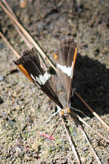 Adelpha californica