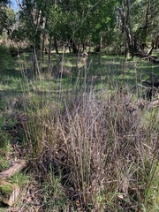 Juncus