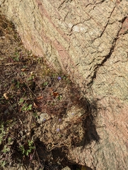 Campanula intercedens