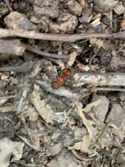 Pseudomethoca simillima