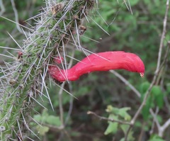 Cleistocactus baumannii
