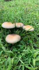 Psilocybe cubensis