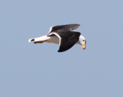 Larus pacificus