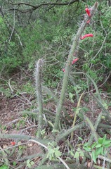 Cleistocactus baumannii
